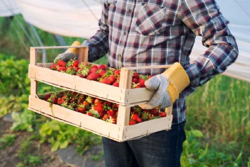obrázek:Sezóna samosběru jahod v kraji: Otevřeno ve Lhotě, další lokality brzy