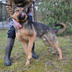 Azyl pro zvířata: modernizace a větší spolupráce s veřejností