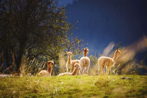 Foto: Lamy, velbloudi a poníci na Černé hoře