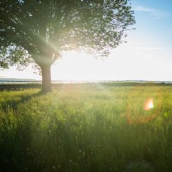 Hradeckým stromům pomáhají zavlažovací vaky